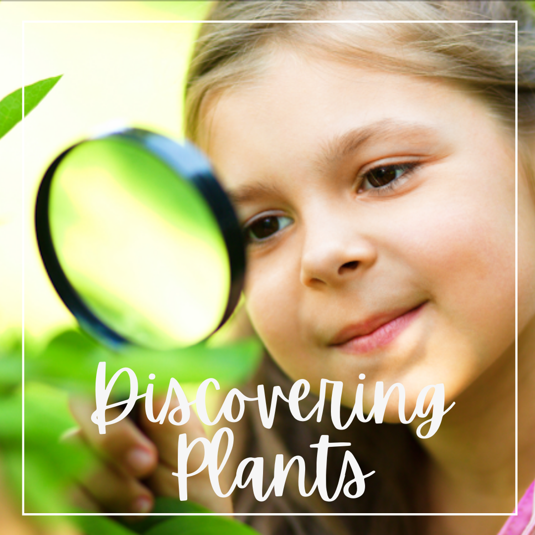 discovering plants: first grade plants unit