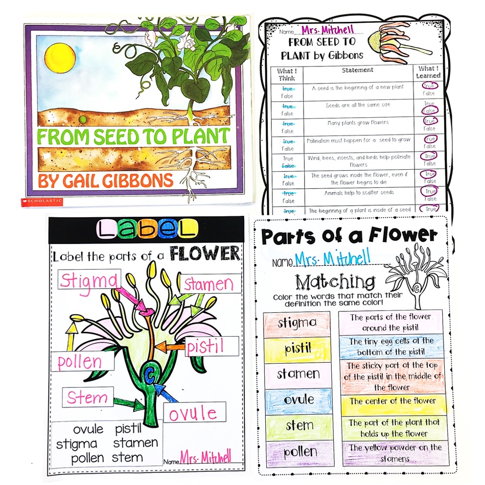 From Seed to Plant by Gail Gibbons activities for first grade plant unit