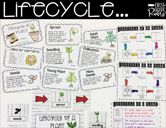 lifecycle of a plant for grade 1
