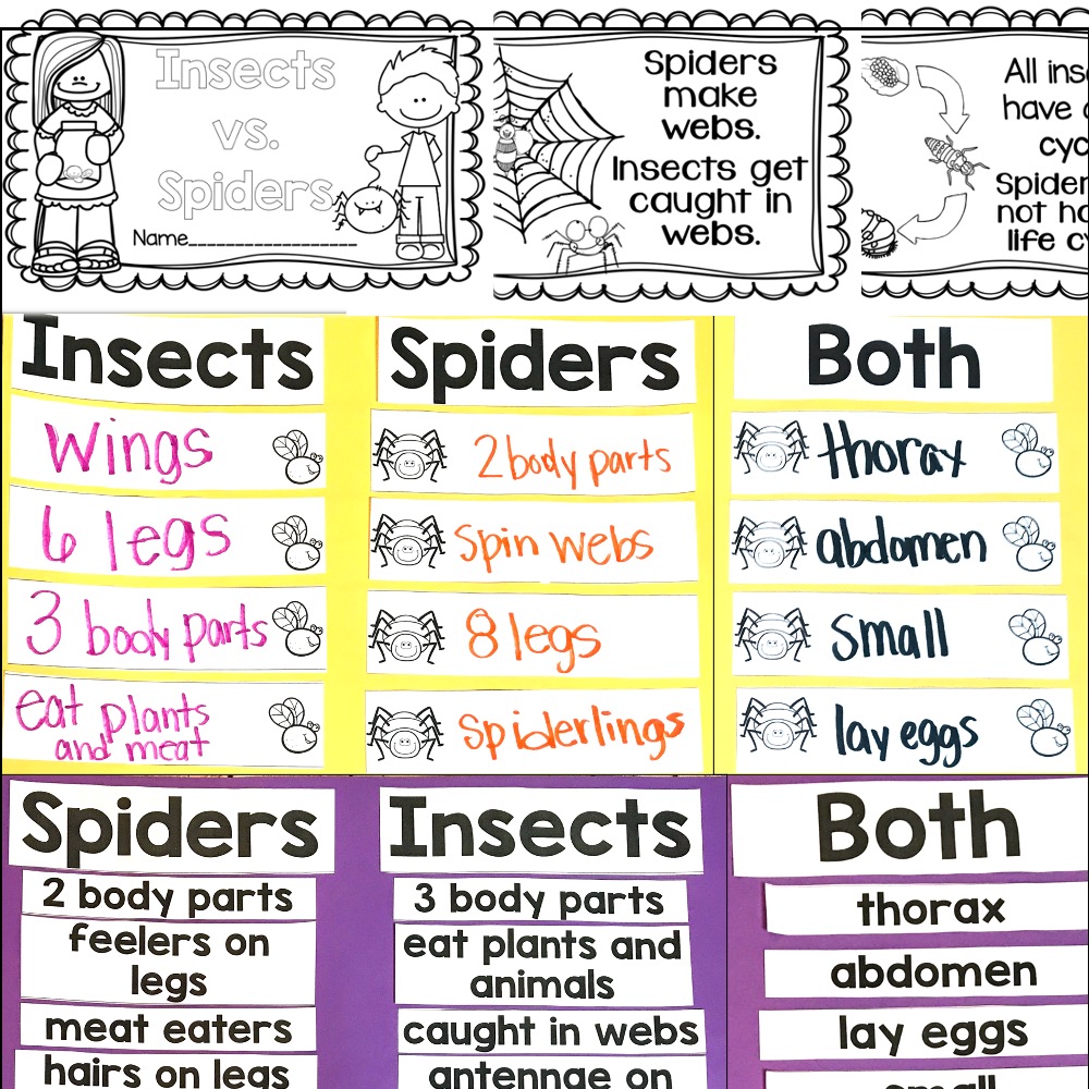 insects vs. spiders sort for first grade