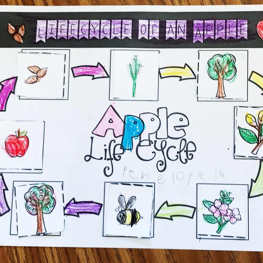 lifecycle of an apple worksheet