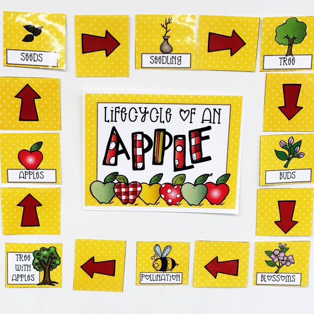 Lifecycle of an Apple pocket chart cards