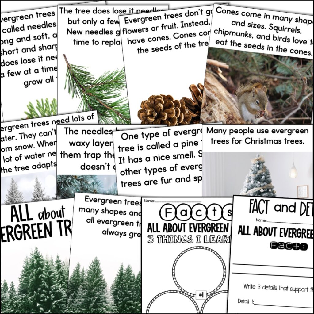 nonfiction mini book about evergreen trees