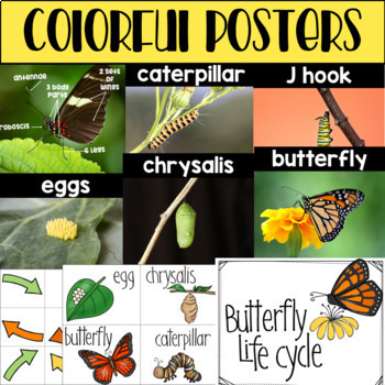 butterfly life cycle posters