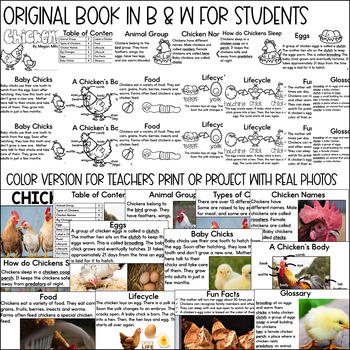 life cycle of a chicken book