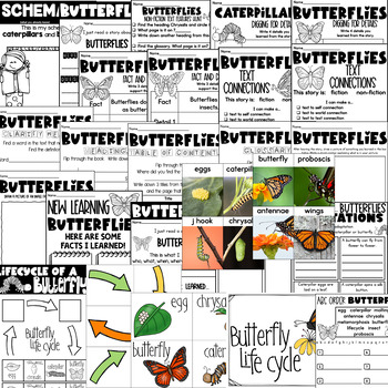 life cycle of a butterfly worksheets